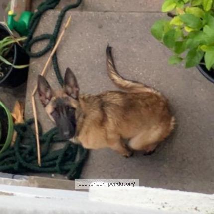 Photo 1/1 Akita Chien lost in Vierzon