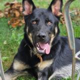 Picture of dog lost at Artiguelouve