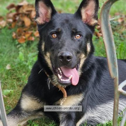 Photo 1/2 Vulcain Chien lost in Artiguelouve