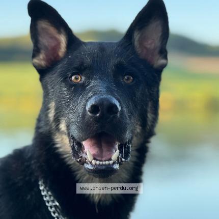 Photo 2/2 Vulcain Chien lost in Artiguelouve