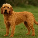 Picture of dog lost at Guerledan