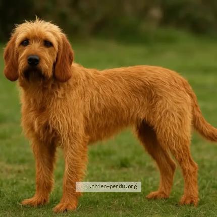 Photo 1/1 LULU Chien lost in Guerledan