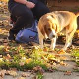 Picture of dog found at Saint Cezert