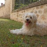 Picture of dog lost at Paris