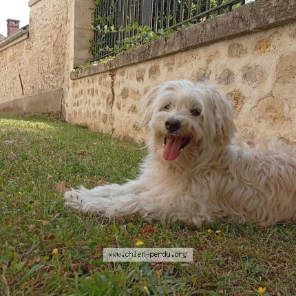 Photo 1/1 Einstein Chien lost in Paris