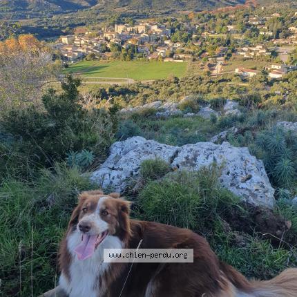 Photo 1/1 UMA Chien lost in Capestang