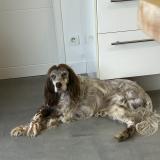 Picture of dog lost at Corcoue Sur Logne
