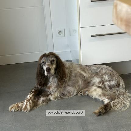 Photo 1/1 Ciancio Chien lost in Corcoue sur logne