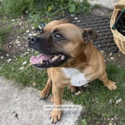 Photo 1/1 Scar Chien lost in Bordes aumont