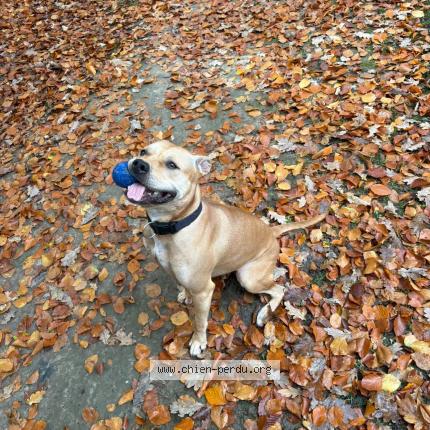 Photo 1/1 NALA Chien lost in Le havre