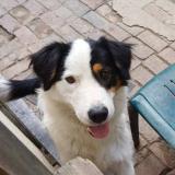 Picture of dog lost at Croissy Sur Celle