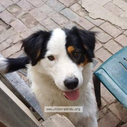 Photo 1/1 Tequila Chien lost in Croissy sur celle