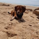 Picture of dog lost at Nantes