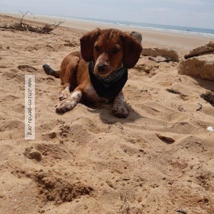 Photo 1/1 Pablo Chien lost in Nantes