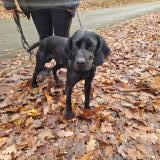 Picture of dog found at Corbreuse