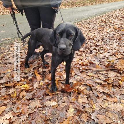 Photo 1/1 Found dog Found in Corbreuse