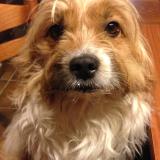 Picture of dog lost at Ossen