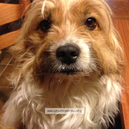 Photo 1/1 Totor Chien lost in Ossen