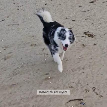 Photo 1/1 Reunited dog Lost in Marcoux