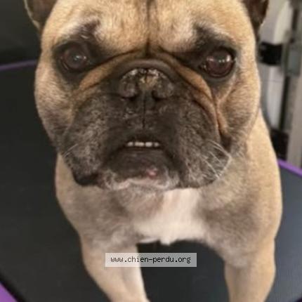 Photo 1/1 Leon Chien lost in Gargenville