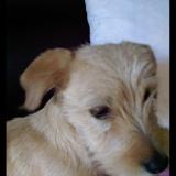 Picture of dog lost at Marcilly