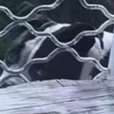 Picture of dog lost at Fort De France