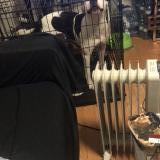 Picture of dog lost at Markham