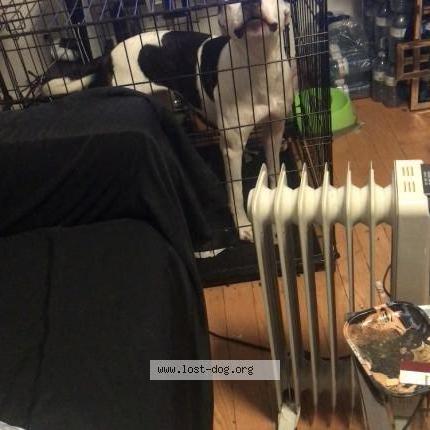 Photo 1/1 Mea Chien lost in Markham