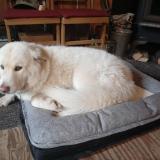 Picture of dog lost at Saint Onesime D Ixworth