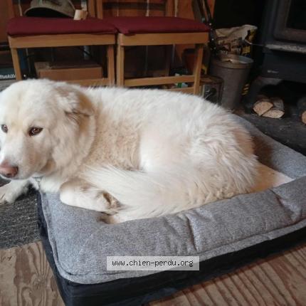 Photo 1/1 Nina Chien lost in Saint onesime d ixworth