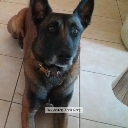 Photo 1/1 Mango Chien lost in Saint cirq