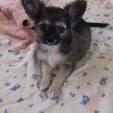 Picture of dog lost at Pertuis