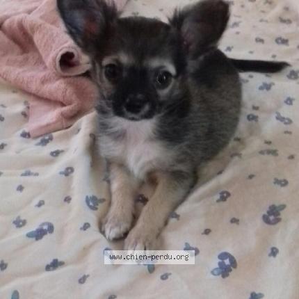 Photo 1/1 Roxane Chien lost in Pertuis