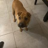 Picture of dog lost at Buxerolles