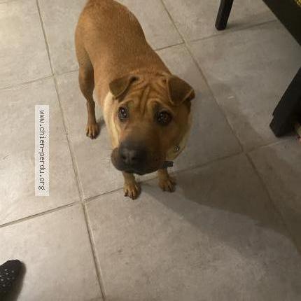 Photo 1/1 Dyson Chien lost in Buxerolles