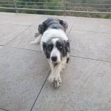 Picture of dog lost at Marvejols