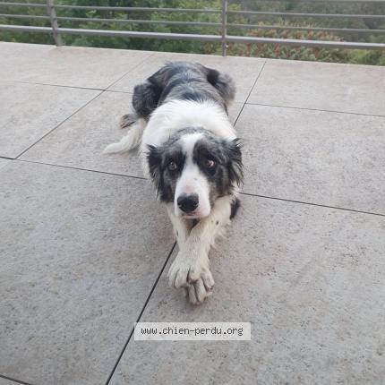 Photo 1/1 Utopie Chien lost in Marvejols