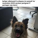 Picture of dog lost at Perignac