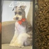 Picture of dog lost at San Juan