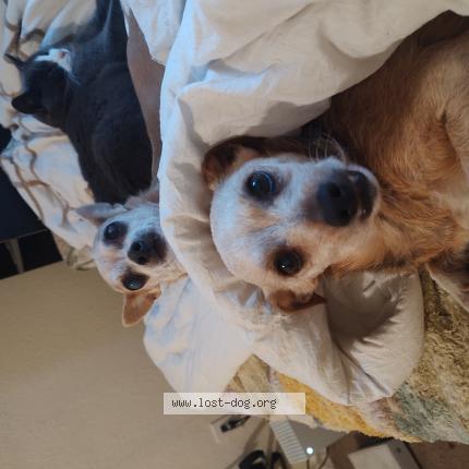 Photo 1/1 Reunited dog Lost in Vallejo
