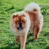 Picture of dog lost at Freulleville