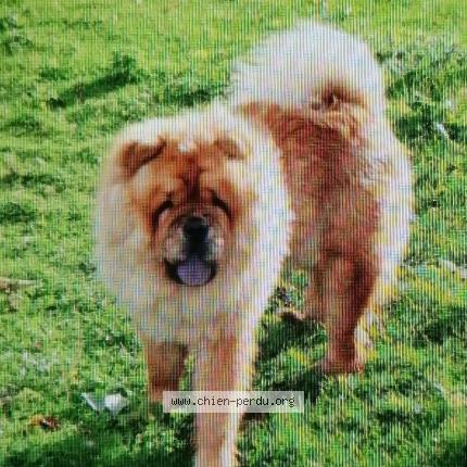 Photo 1/1 Ki-Mya Chien lost in Freulleville
