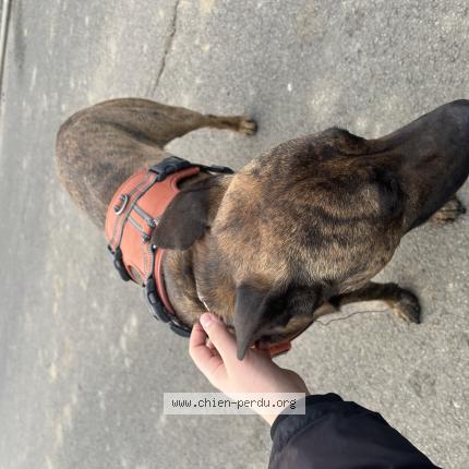 Photo 1/1 Found dog Found in Rosult