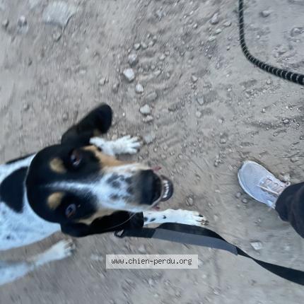 Photo 1/1 Bella Chien lost in Sainte lucie de porto vecchio