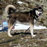 Picture of dog lost at Gieres