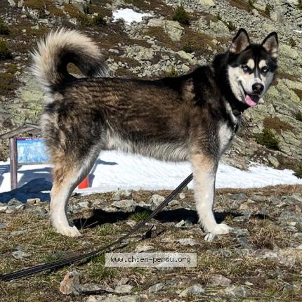 Photo 1/1 Paco Chien lost in Gieres