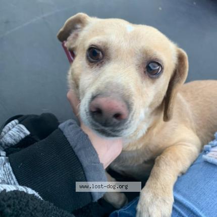 Photo 1/1 Reunited dog Lost in Bakersfield