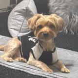 Picture of dog lost at Houston