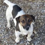 Picture of dog lost at Notre Dame De Courson