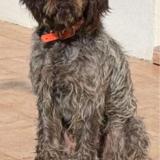 Picture of dog lost at St Gildas Des Bois